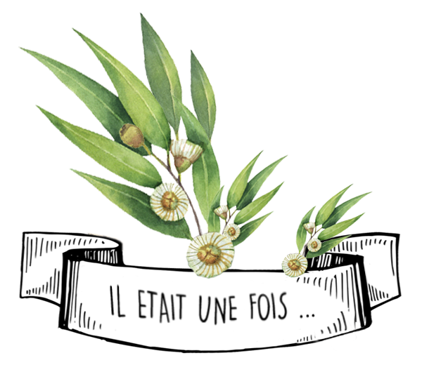 Huile Essentielle d'Eucalyptus Citronné: le Guide Complet - Olyaris